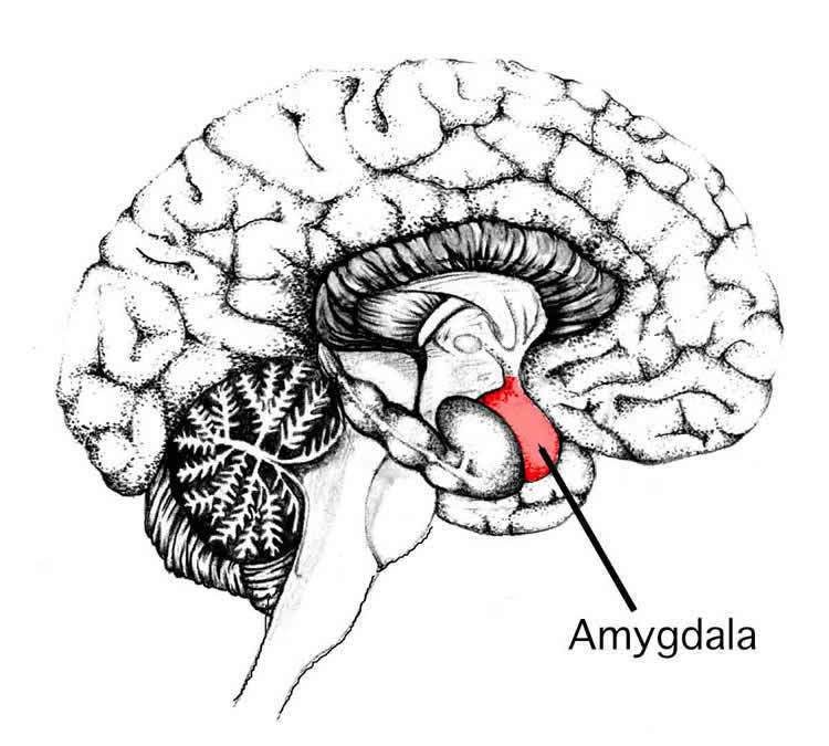 Breathe In, Breathe Out: Emotional Processing And Memory.